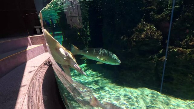 4K video following a sea turtle swimming in a pool at the Mazatl&aacute;n Aquarium in Sinaloa, Mexico; the turtle's swimming and details are clearly visible.