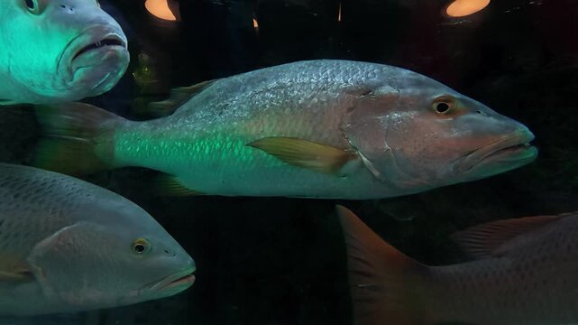 Close-up of several marine fish swimming inside an aquarium tank. Their scales, eyes and distinctive facial features are visible as they move in front of the camera.