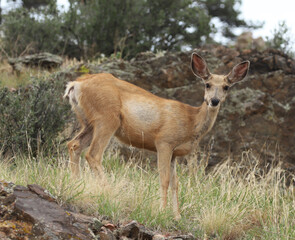 Fototapeta premium Mule Deer (Odocoileus hemionus) on a hillside looking directly at the photographer in an alert pose with large ears raised. Rocky Mountains, Larimer County, Colorado.