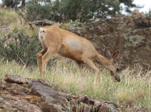 Mule Deer (Odocoileus hemionus) with a fibromas sore on its lower jaw. Fibromas are caused by  papillomavirus. Even though these can be large, they often heal without significant harm. Colorado. 