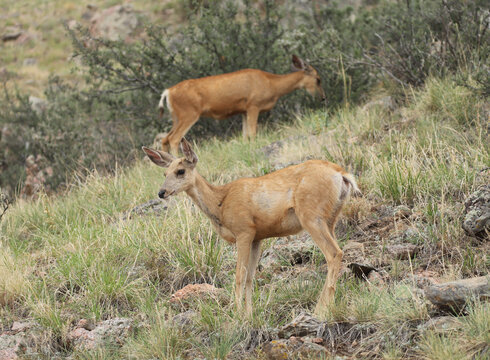 Pair of Mule Deer (Odocoileus hemionus) on a rocky, grassy hillside in the foothills of the Rocky Mountains in Larimer County, Colorado. 