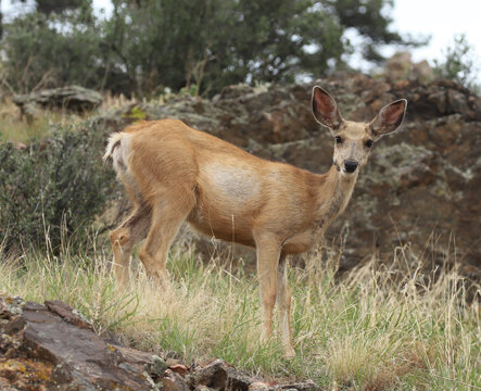 Mule Deer (Odocoileus hemionus) on a hillside looking directly at the photographer in an alert pose with large ears raised. Rocky Mountains, Larimer County, Colorado.