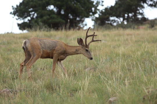 Male Mule Deer (Odocoileus hemionus) in an open grassy hillside in Colorado with velvety antlers and bald patches of missing hair on its sides. 