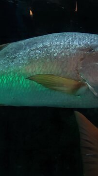 Vertical Video of Close-up of several marine fish swimming inside an aquarium tank.
