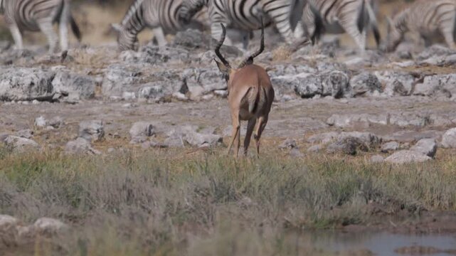 a slow motion clip of a male impala tossing dirt with its horns as a territorial and dominance display at goas waterhole of etosha national park in namibia