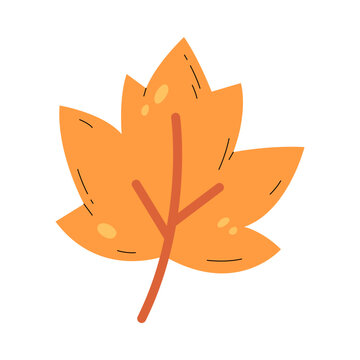 An orange maple leaf illustration with a brown stem, perfect for autumn themes