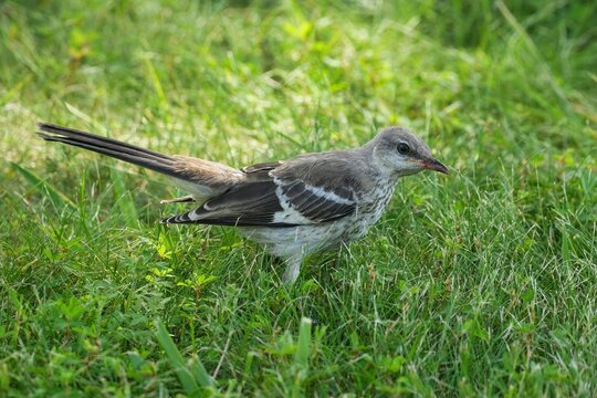 The northern mockingbird (Mimus polyglottos) is a mockingbird commonly found in North America, of the family Mimidae. 