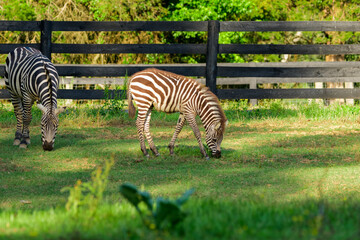 Naklejka premium Liberty Acres Animal Haven & Equine Rescue