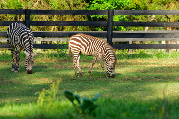Naklejka premium Liberty Acres Animal Haven & Equine Rescue