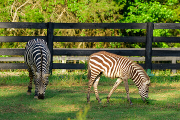 Naklejka premium Liberty Acres Animal Haven & Equine Rescue