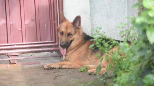 German Shepherd Dog, Kelaniya, Sri Lanka.