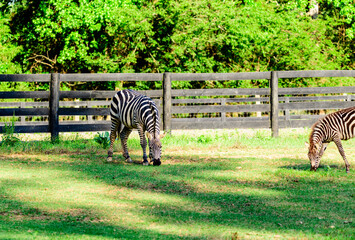 Naklejka premium Liberty Acres Animal Haven & Equine Rescue