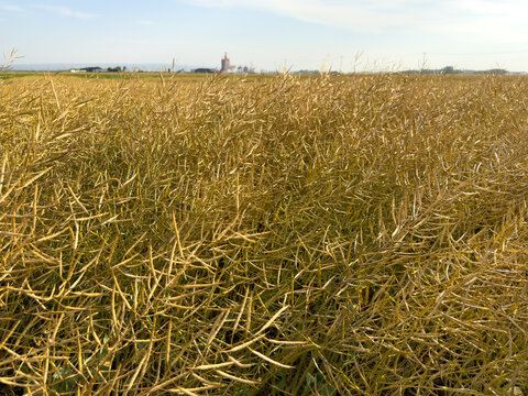 Close-up of ripe canola plants with grain elevator in the background
