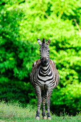 Naklejka premium Liberty Acres Animal Haven & Equine Rescue