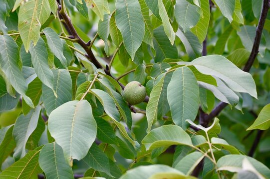 A photograph of unripe green walnuts hanging on a branch of a walnut tree surrounded by lush green leaves in natural daylight.
