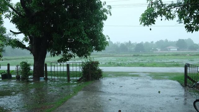 Monsoon season. Summer storm, dark sky cloudy heavy rain, weather in rainy season.