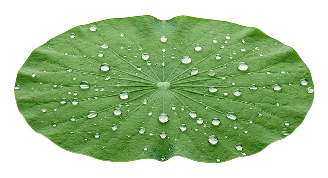 Floating wild lotus leaf patch holding extreme hydrophobic spherical water droplets surface science lotus effect waterproof concept on transparent background