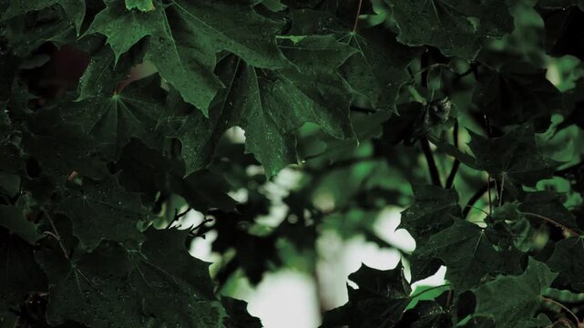 Close-up of dark green rain-soaked leaves with falling water droplets. Wet maple foliage gently sway in breeze. Bokeh botanical background for nature, environmental content. Moody cinematic atmosphere