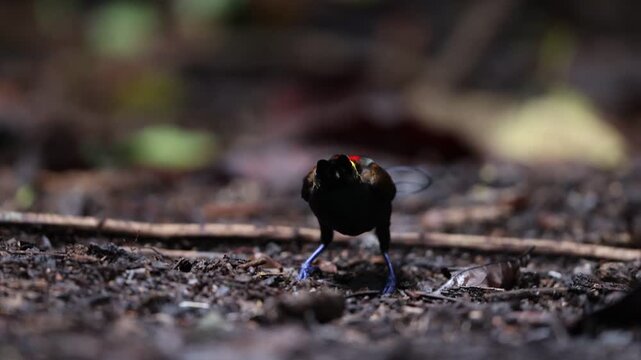 Wilson's bird-of-paradise (Diphyllodes respublica) is a species of passerine bird of the family Paradisaeidae.This photo was taken in Waigeo island, Indonesia.
