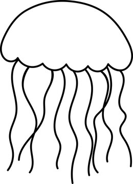 jellyfish