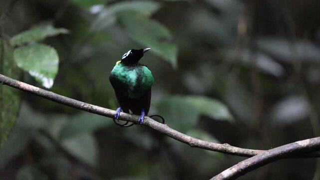 Wilson's bird-of-paradise (Diphyllodes respublica) is a species of passerine bird of the family Paradisaeidae.This photo was taken in Waigeo island, Indonesia.