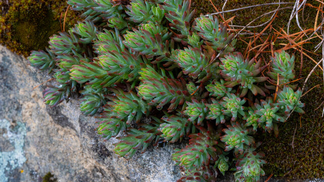 Reflexed stonecrop Petrosedum rupestre (syn. Sedum rupestre) growing on mossy rocky substrate