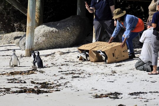 Release of African penguins (Spheniscus demersus), SANCCOB (Southern African Foundation for the Conservation of Coastal Birds), rehabilitated penguins, release site, Boulders Beach, Simon's Town, Table Mountain National Park, Western Cape, South Africa