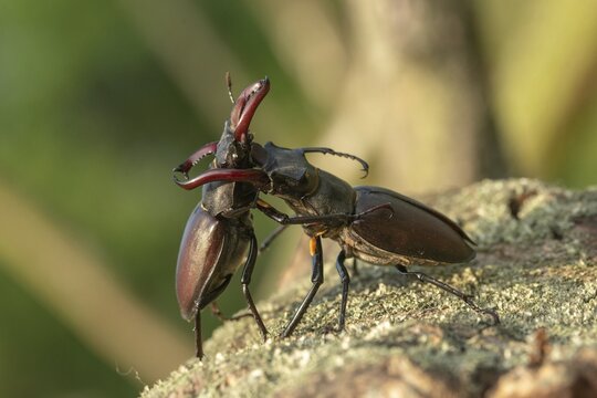 Thundergugi, firecracker, stag beetle, hornschr&ouml;ter, Lucanus cervus, Schr&ouml;ter, Beetle, Coleoptera, fight, insects, fight, beetle, male, stag beetle