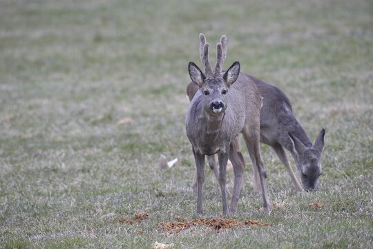 Roe deer (Capreolus capreolus) buck with velvet antlers secured at the Kirrung, Allg&auml;u, Bavaria, Germany, Allg&auml;u, Bavaria, Germany