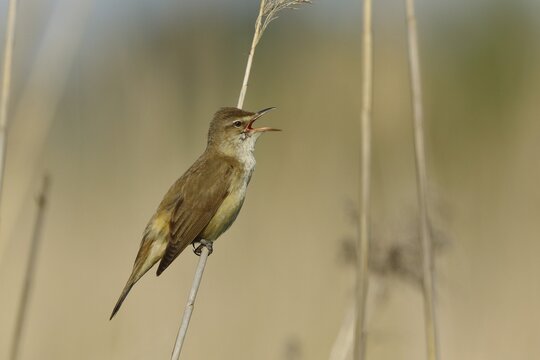 Great Reed Warbler (Acrocephalus arundinaceus), singing at reed stem, Burgenland, Austria