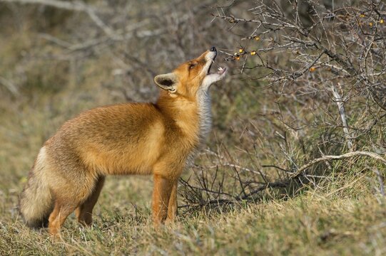Red fox (Vulpes vulpes) eats fruit on the sea buckthorn bushes, Netherlands