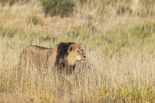Lion (Panthera leo). Black-maned Kalahari male stalking. Kalahari Desert, Kgalagadi Transfrontier Park, South Africa