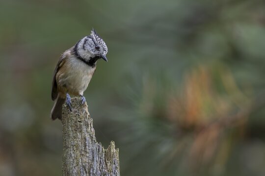 The crested tit (Lophophanes scalloped ribbonfish) is a typical inhabitant of coniferous forests and a frequently observed breeding bird, perching site, Denmark