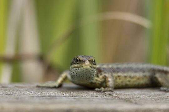 Common lizard (Zootoca vivipara) adult reptile basking on a wooden sleeper, England, United Kingdom
