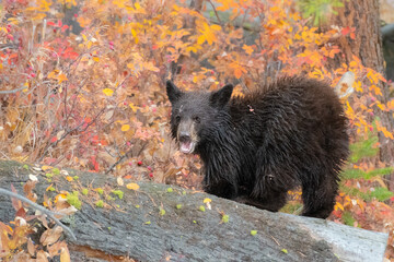 An American black bear cub climbing over a fallen log in Yellowstone National Park © Sergio Llaguno