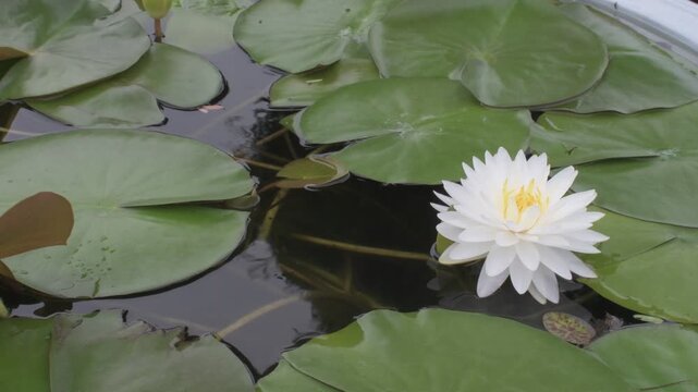 blooming white water lily with yellow stamens surrounded by floating round green pads on calm water