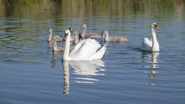 Mute swan (Cygnus olor), adults and juveniles swimming on a pond, Thuringia, Germany
