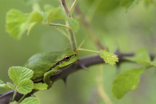Eastern tree frog, hyla orientalis, tree frog, amphibians, amphibians, Bulgaria, frog, frog, amphibian, eastern tree frog