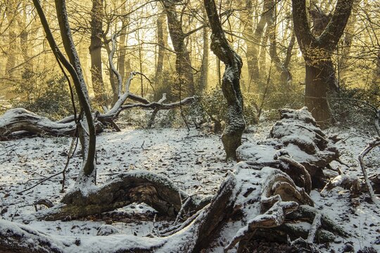 Winter in the jungle tree trail with ancient trees in the Ahlhorner Fischteiche nature reserve, Emstek, Lower Saxony, Germany