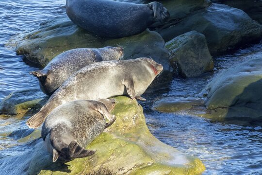 Harbor seals, phoca vitulina vitulina. Group of seals resting on rocks by the sea. One seal was injured by a boat propeller. Forillon national park. Province of Quebec. Canada