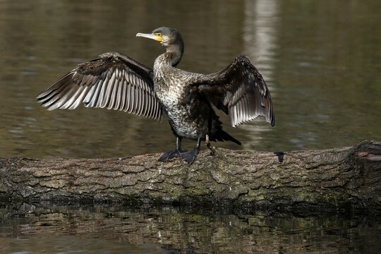 Great cormorant (Phalacrocorax carbo) standing on tree trunk in water drying its plumage, Schleswig-Holstein, Germany