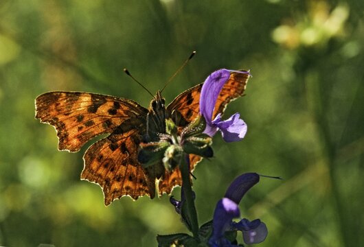 C-butterfly, comma butterfly, nymphalis c-album, polygonia c-album, butterfly, backlight, insects, butterfly, butterflies
