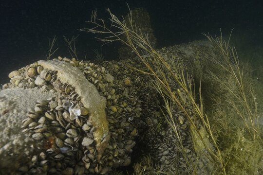 Water pipe overgrown with Quagga zebra mussels (Dreissena rostriformis bugensis), an invasive species, and aquatic plants in the dark, Wildsau dive site, Berlingen, Lake Constance, Switzerland, Germany