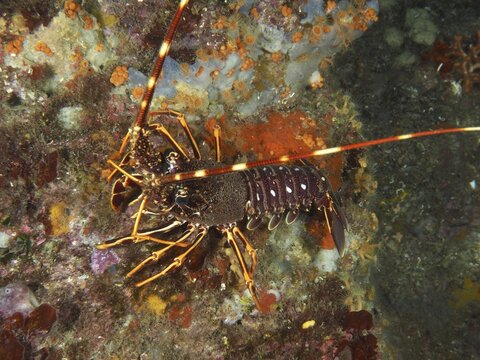 A European spiny crayfish (Palinurus elephas) on a colourful reef in the Mediterranean Sea near Hy&egrave;res, dive site Giens Peninsula, Provence Alpes C&ocirc;te d'Azur, France