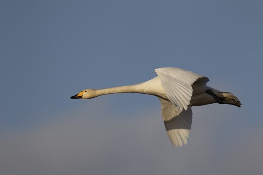 Whooper swan (Cygnus cygnus) adult bird flying, England, United Kingdom