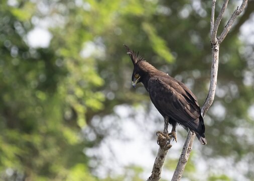 A crested eagle (Lophaetus occipitalis) perched on a branch, Murchison Falls National Park, Uganda