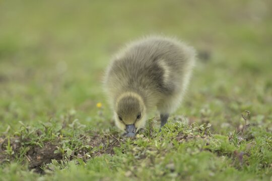 Greylag goose (Anser anser) juvenile baby gosling bird feeding on grassland in summer, England, United Kingdom