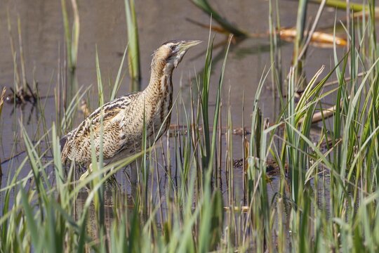 Eurasian or Great bittern (Botaurus stellaris) adult bird in a reedbed, England, United Kingdom