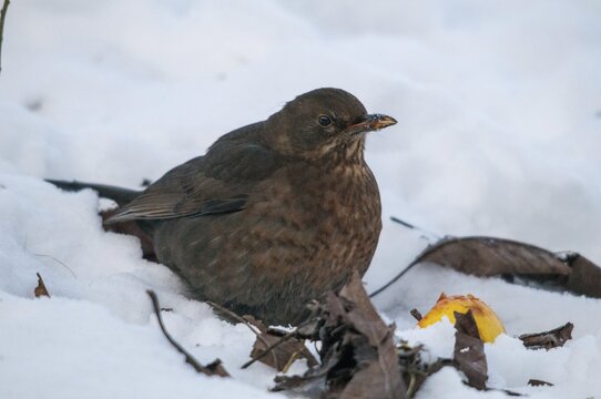Blackbird, turdus merula, birds, female, passeri, snow, songbirds, snow, songbirds, birds, female, winter