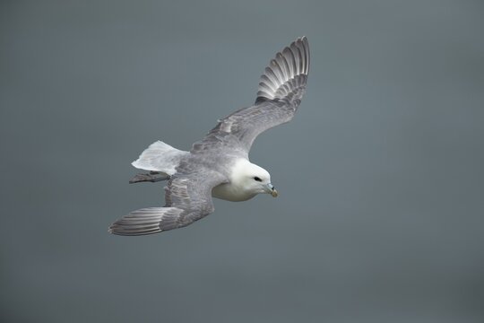 Northern fulmar (Fulmarus glacialis) adult seabird bird in flight, RSPB Bempton cliffs nature reserve, Yorkshire, England, United Kingdom